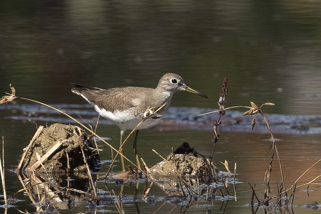 Solitary Sandpiper - Kathryn McGiffen