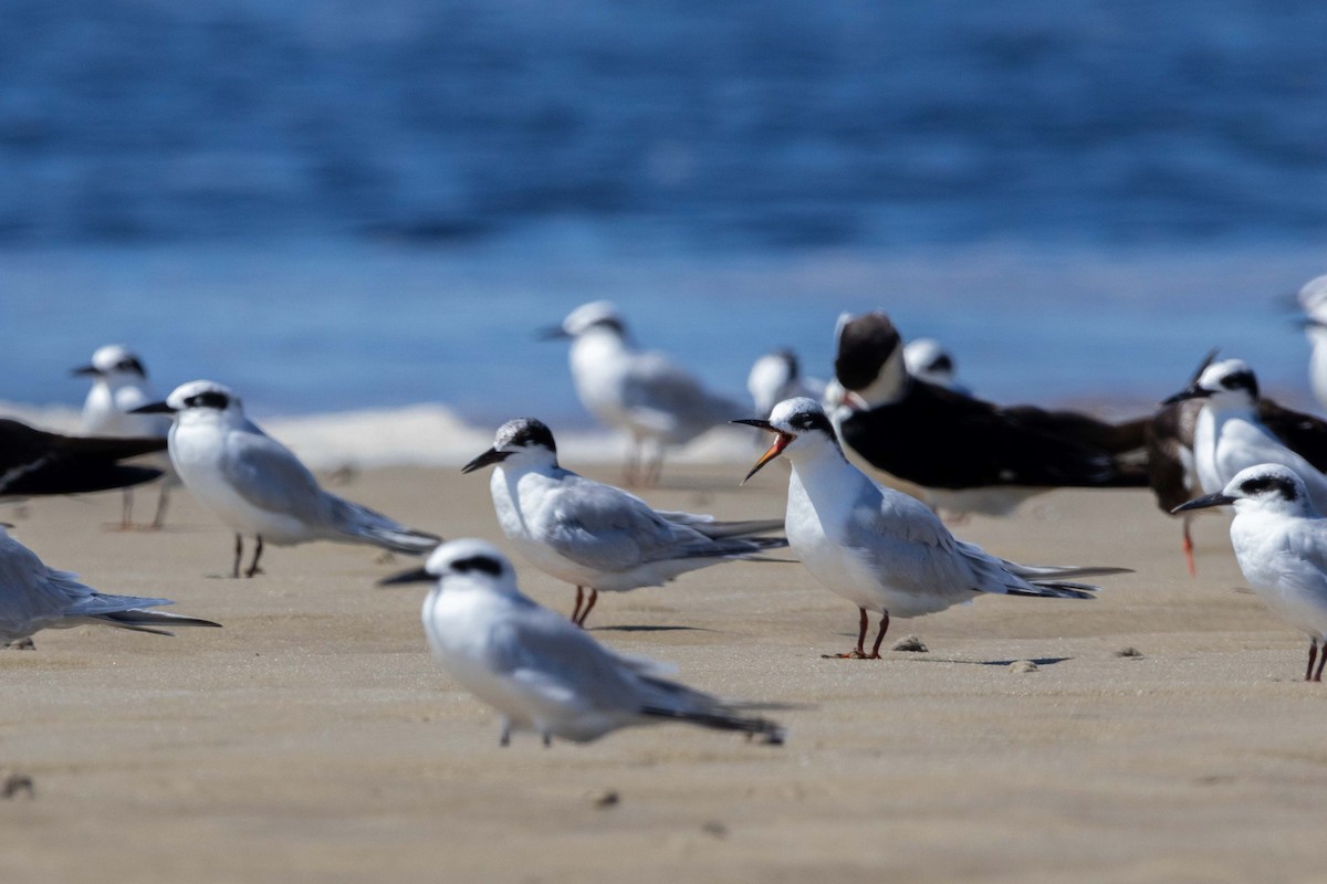 Forster's Tern - Lucas Pittman