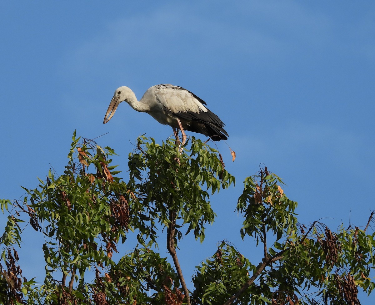 Asian Openbill - ML624066139