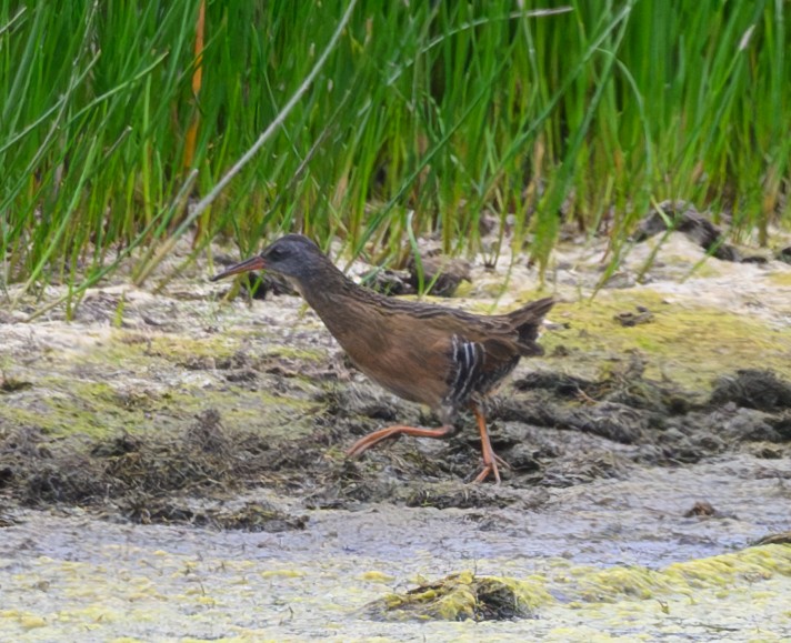 Virginia Rail - ML624066145