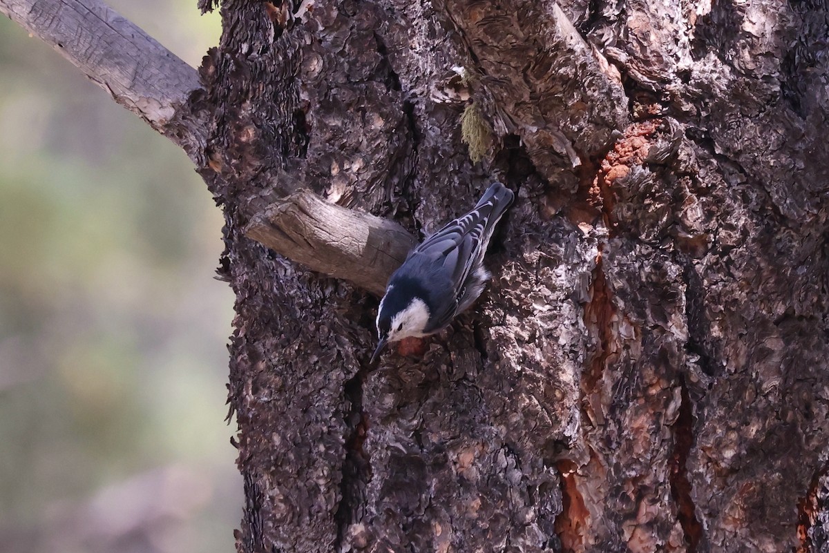 White-breasted Nuthatch - ML624066146