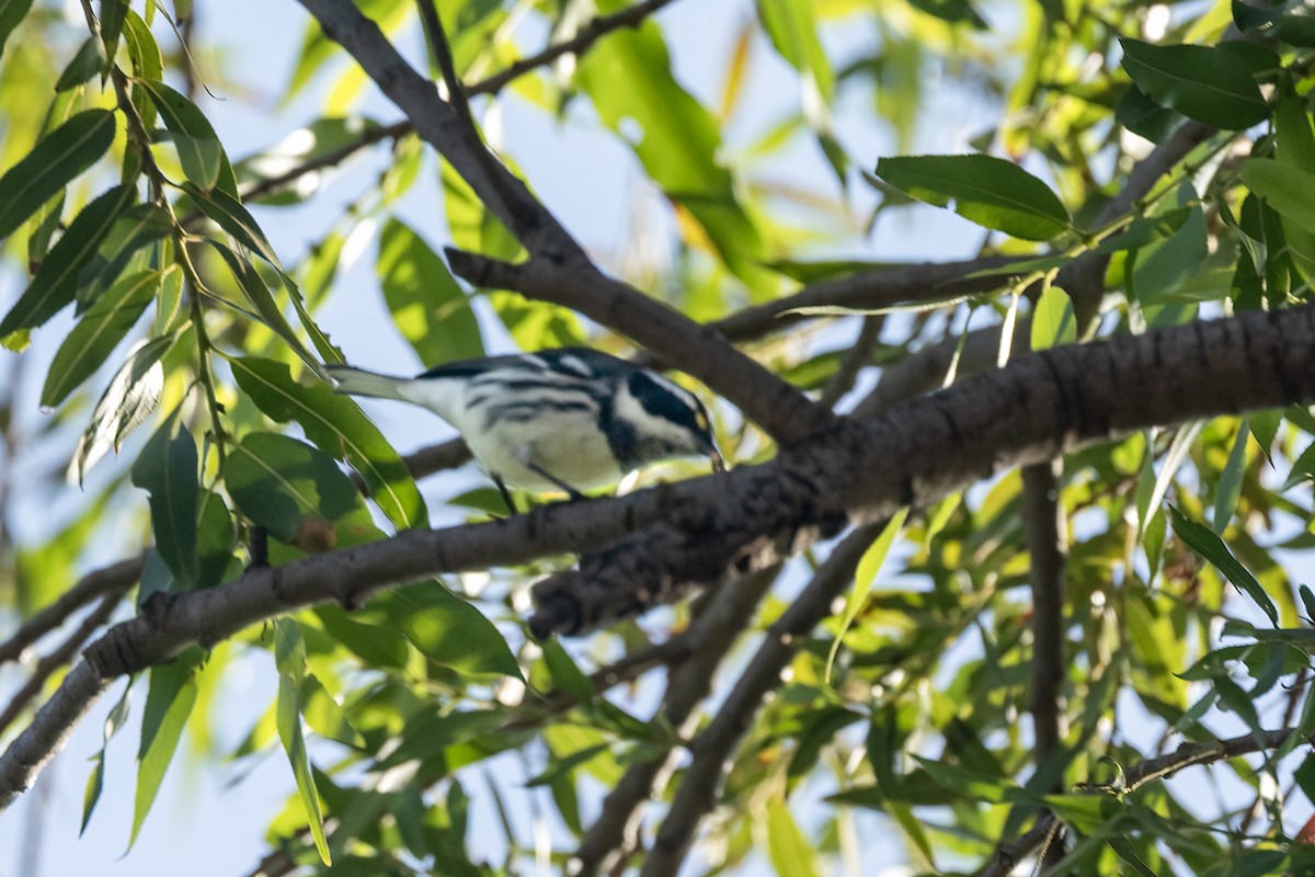 Black-throated Gray Warbler - ML624066149