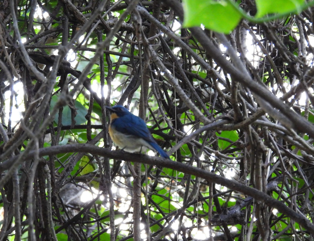 Tickell's Blue Flycatcher - ML624066151