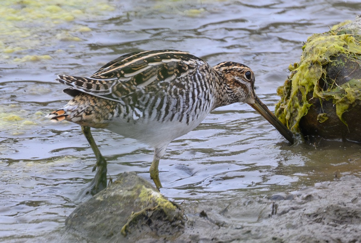 Wilson's Snipe - ML624066152