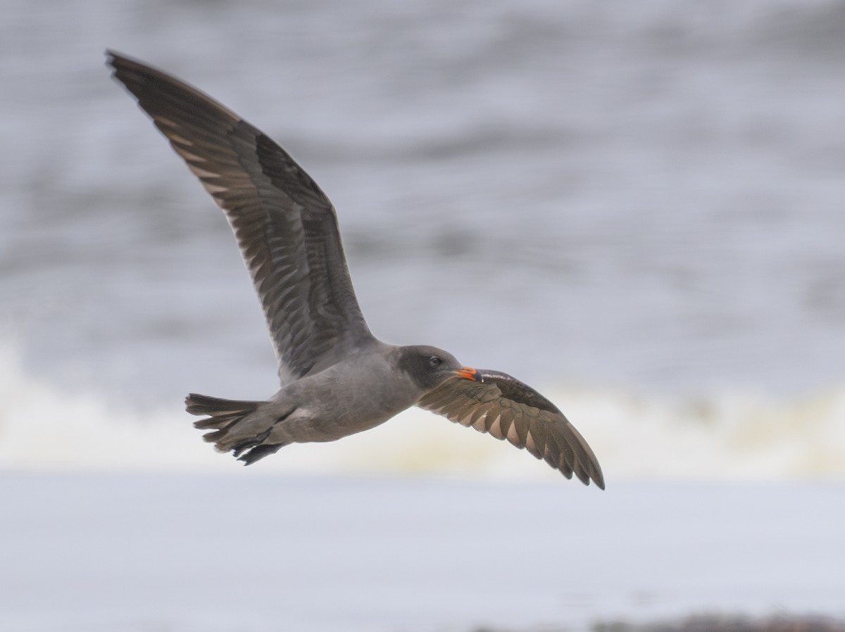 Heermann's Gull - ML624066165