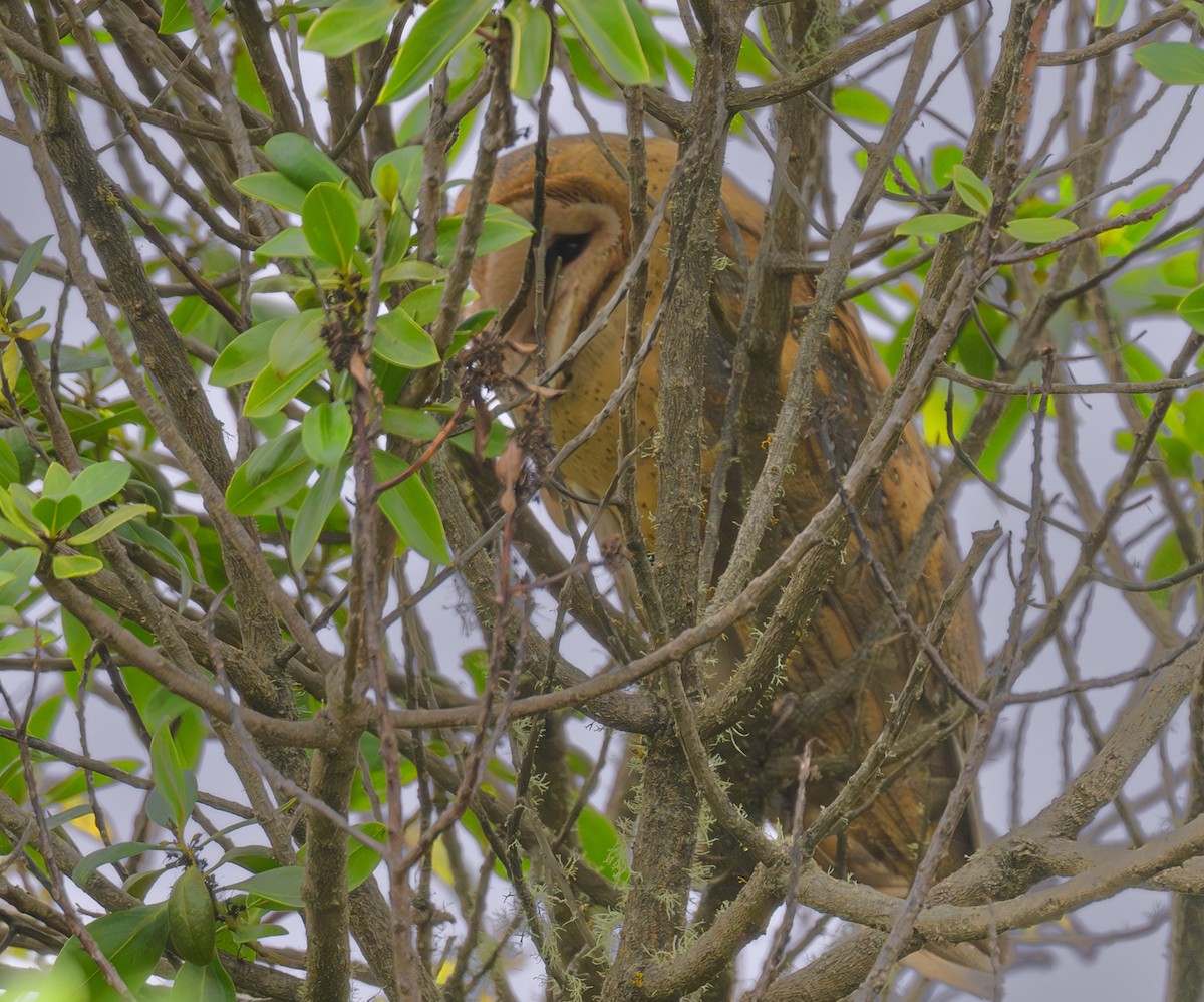 Barn Owl - ML624066169