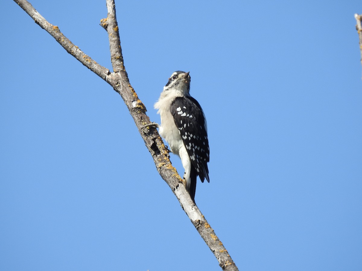 Downy Woodpecker - ML624066171