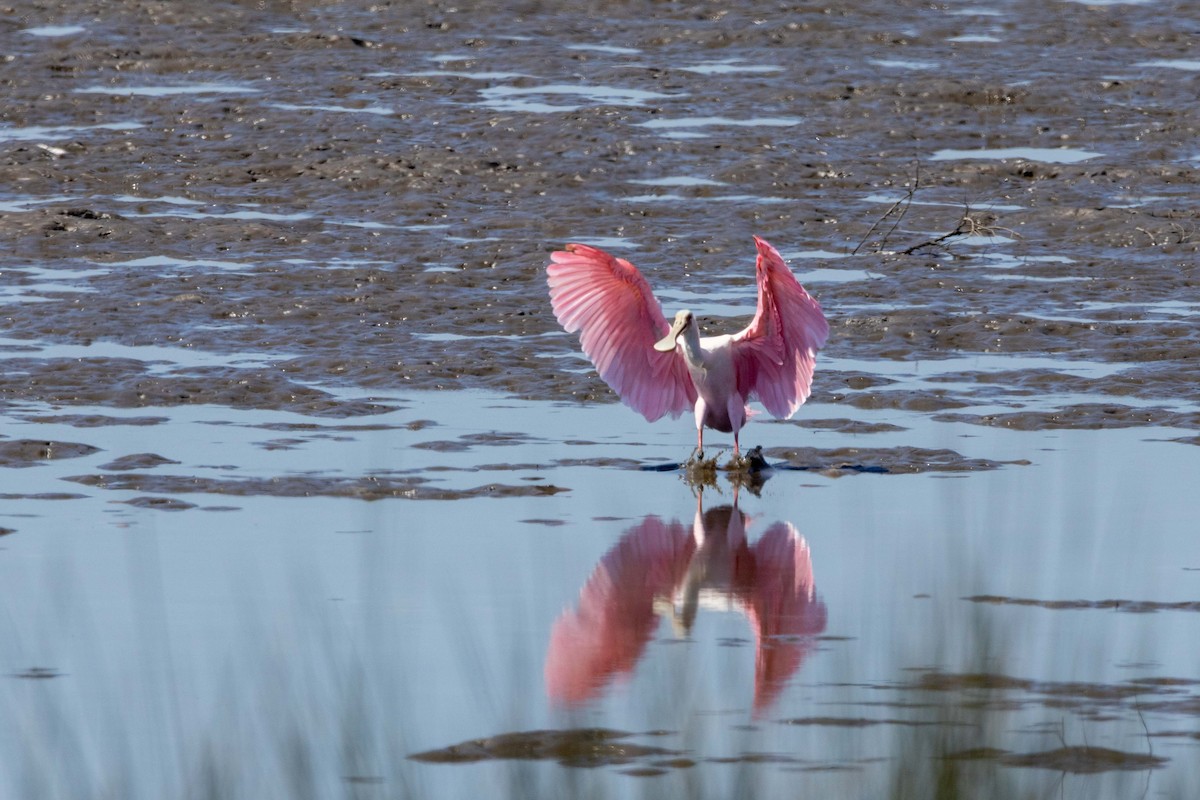 Roseate Spoonbill - ML624066172