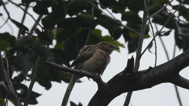 Large Gray Babbler - ML624066177