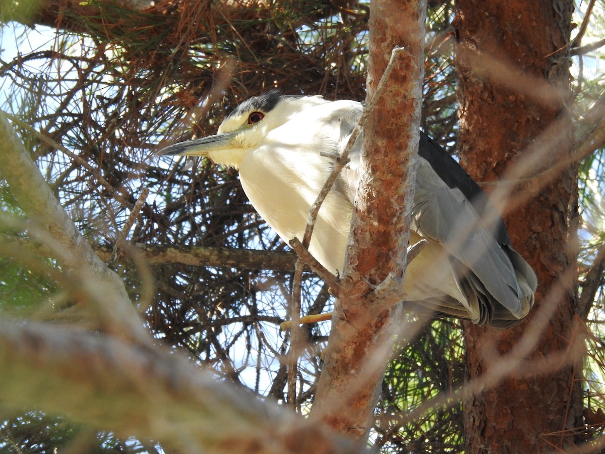 Black-crowned Night Heron - ML624066178