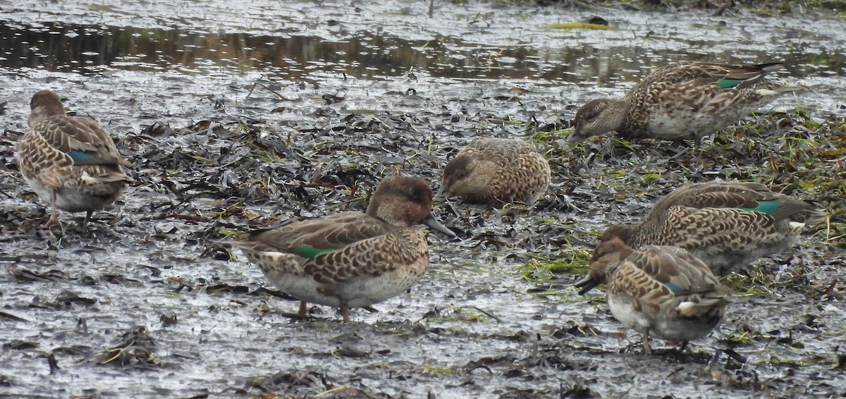 Green-winged Teal - ML624066179