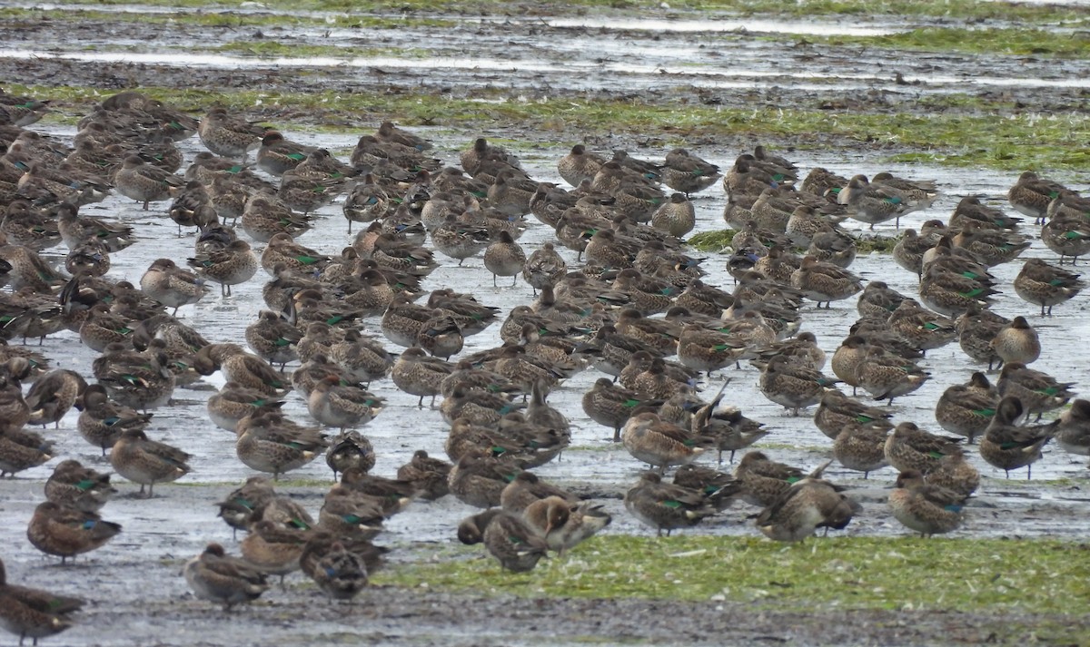 Green-winged Teal - ML624066180