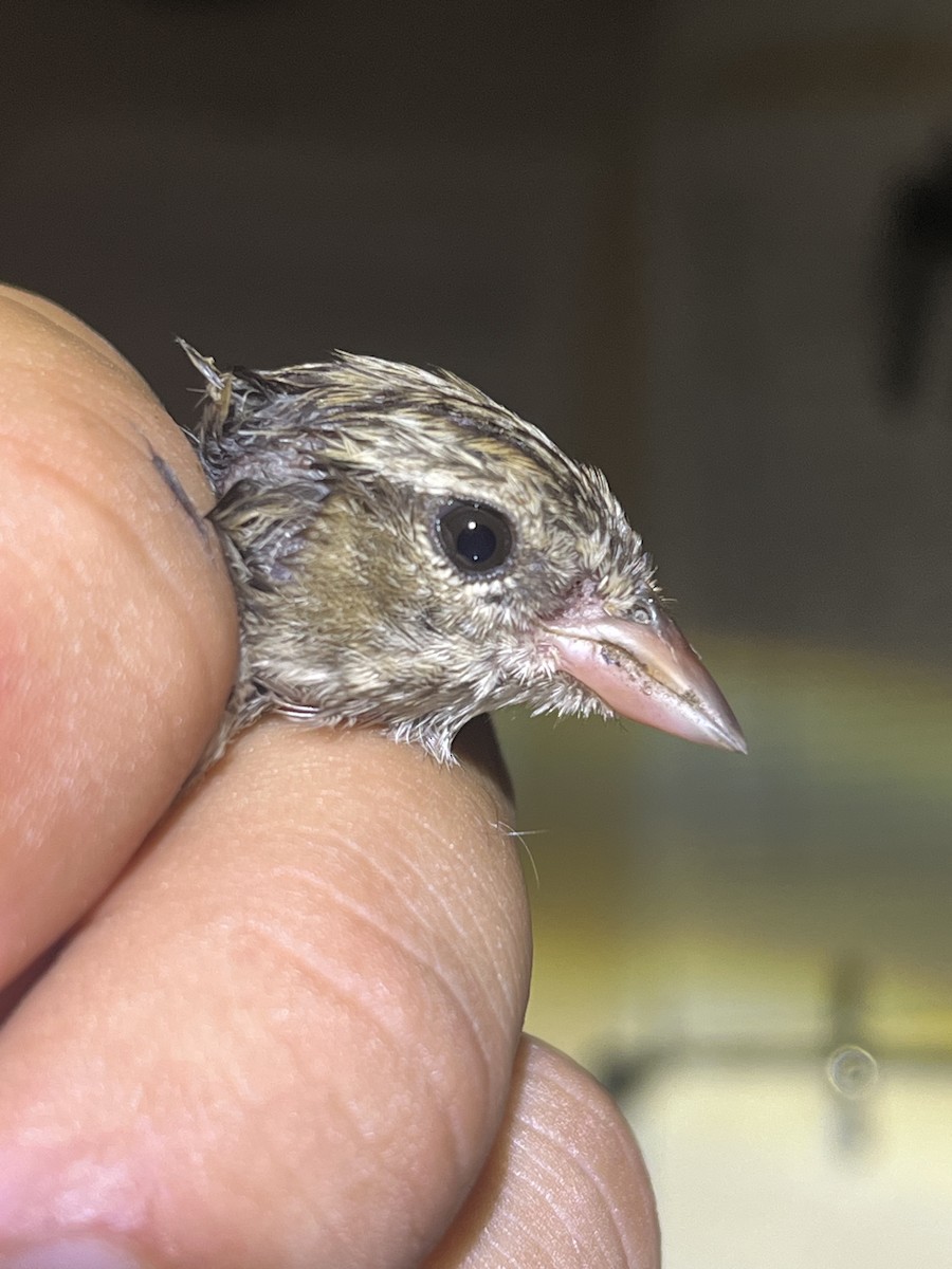 Chipping Sparrow - Moed Gerveni