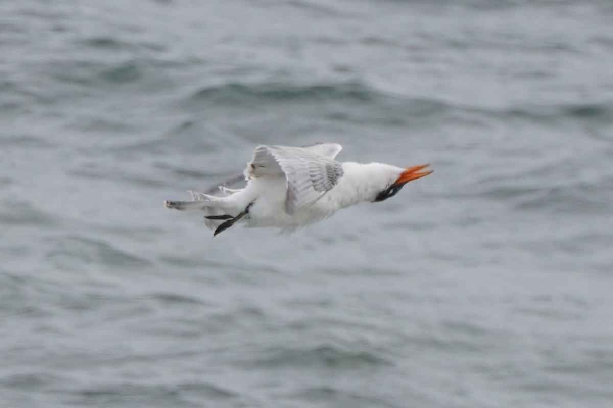 Caspian Tern - ML624066191