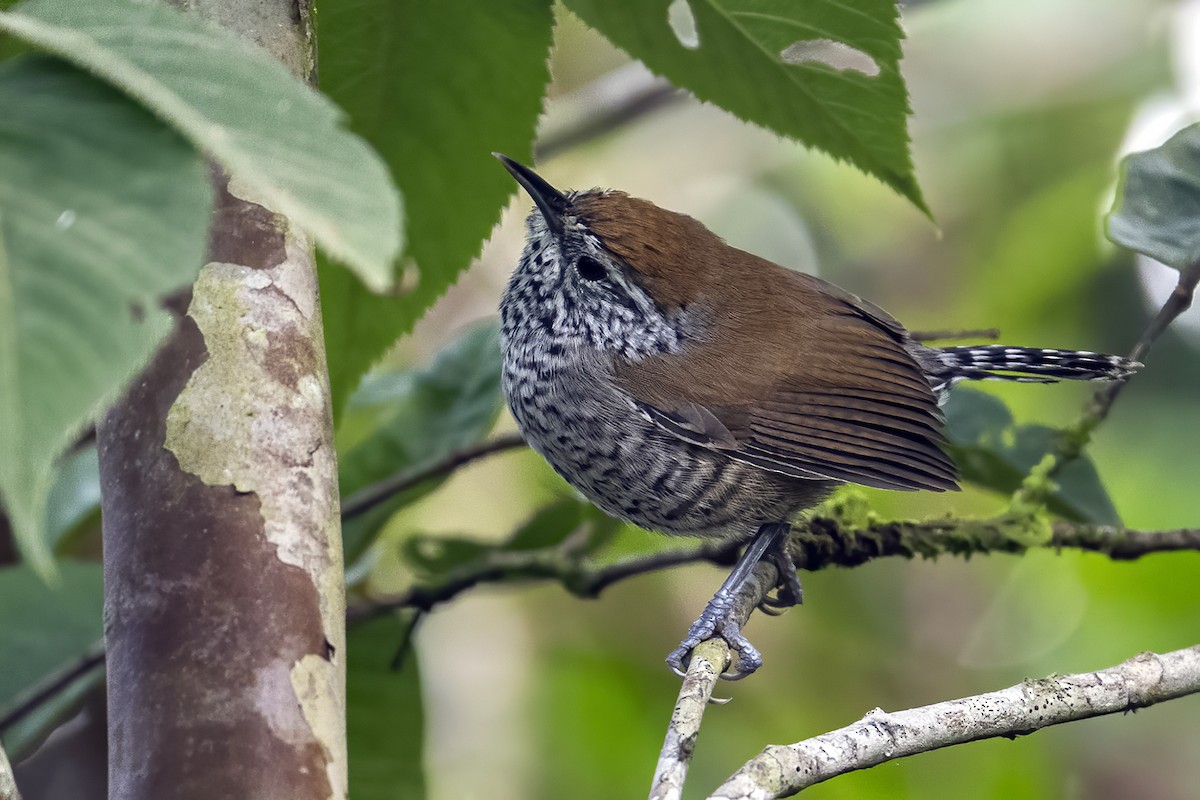 Speckle-breasted Wren (Marañon) - ML624066197