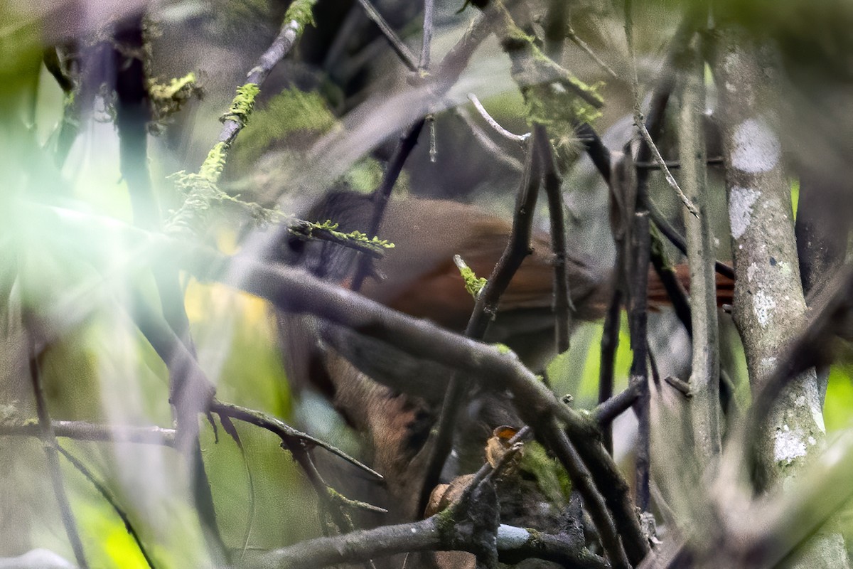 Marañon Spinetail - ML624066199