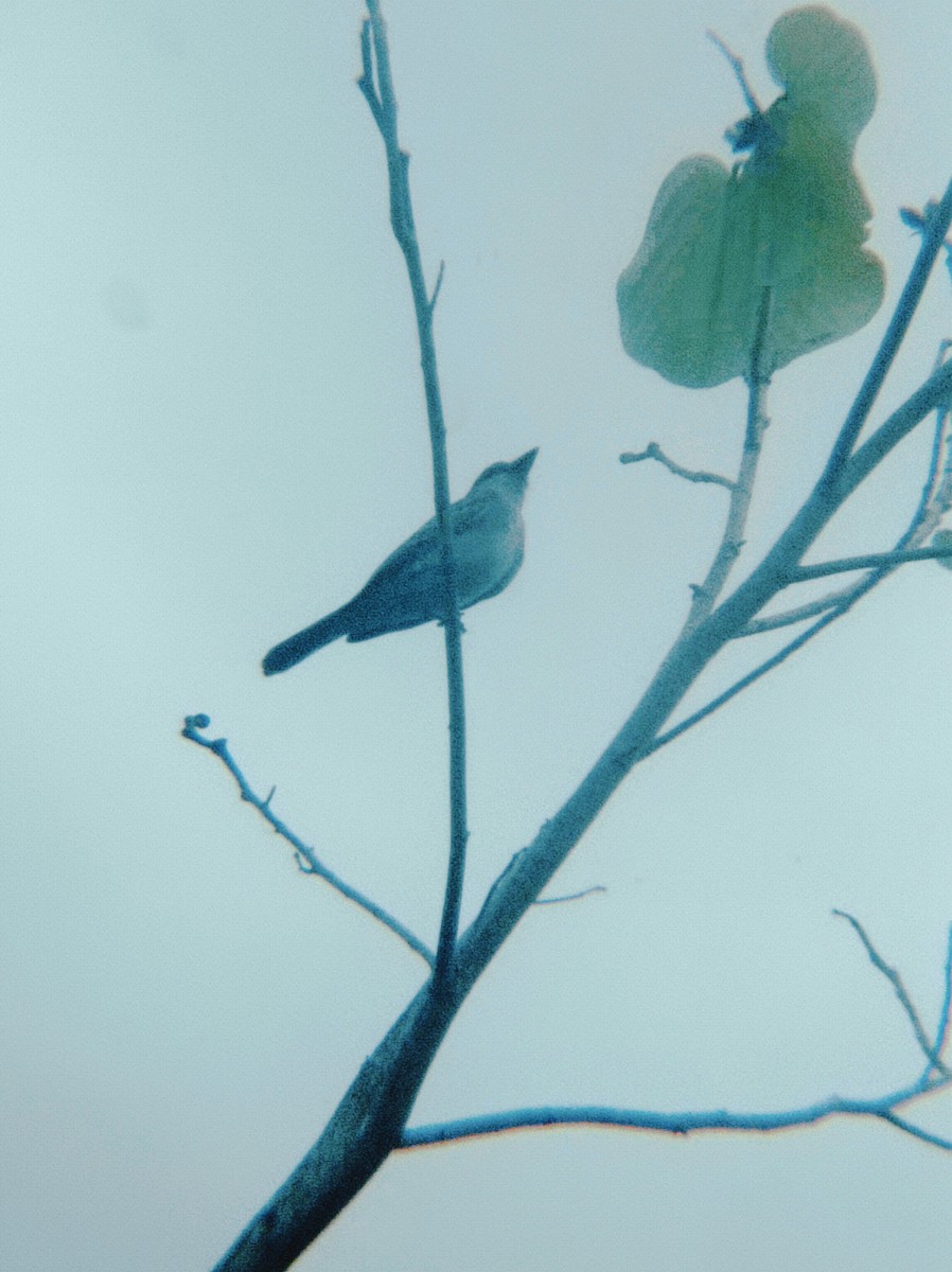 Gray Kingbird - Darien Piña Davila