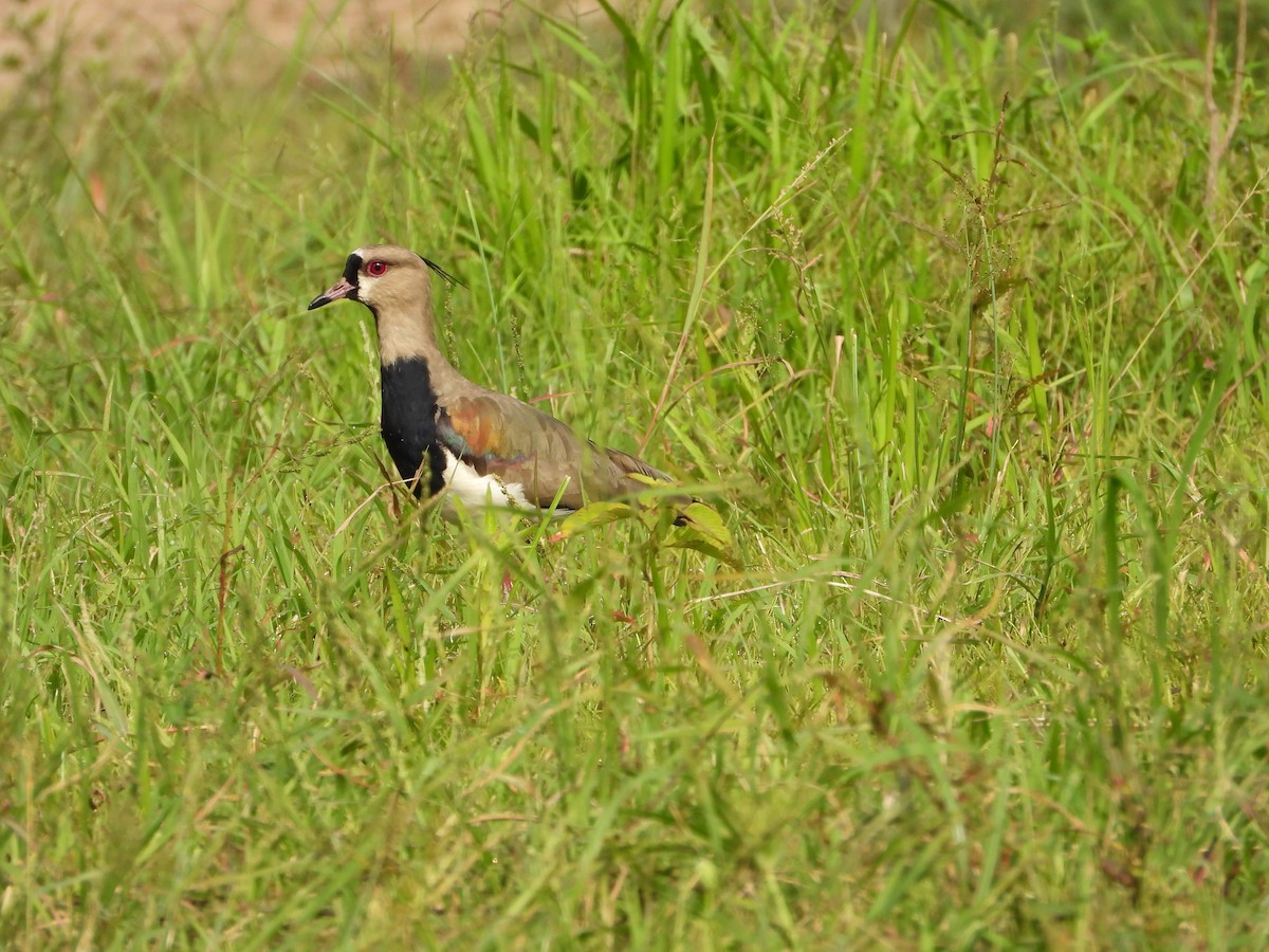 Avefría Tero - ML624066212