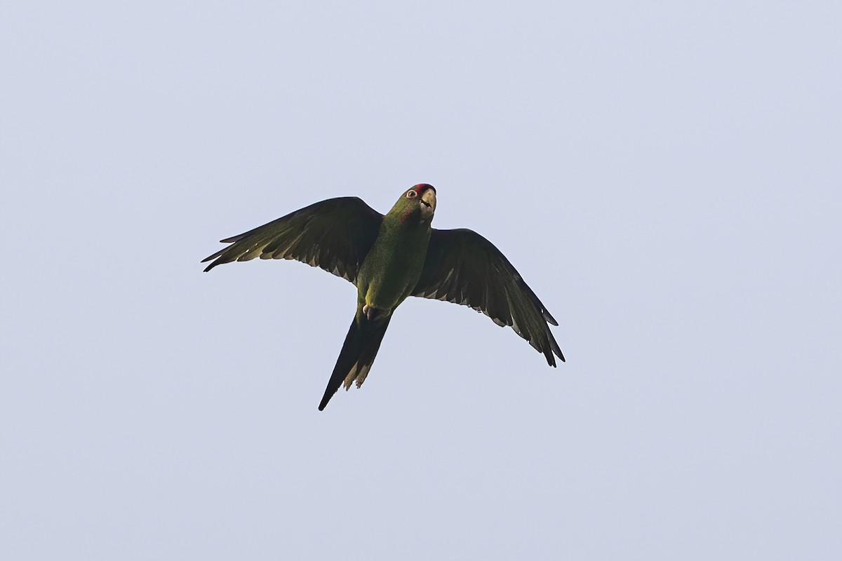 Aratinga Cordillerana - ML624066233