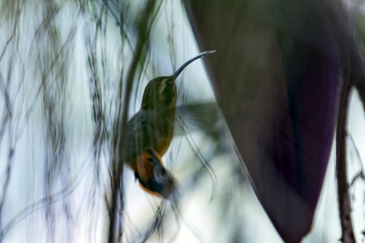 Gray-chinned Hermit - ML624066243