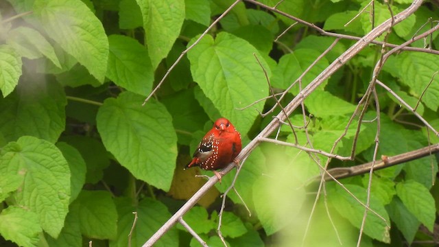 Red Avadavat - ML624066253