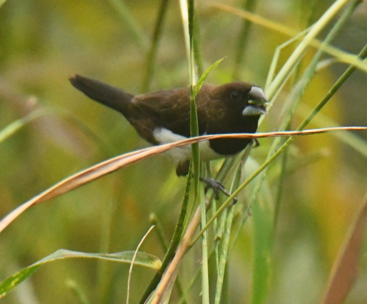 White-rumped Munia - ML624066297