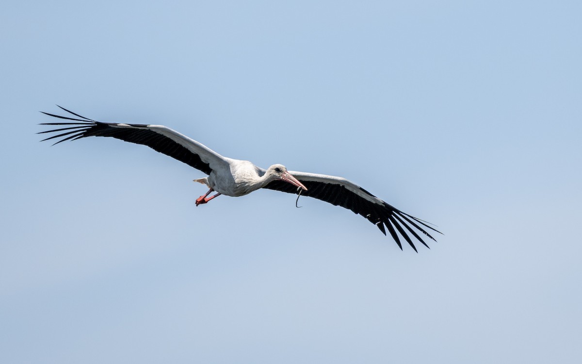 Cigogne blanche - ML624066313