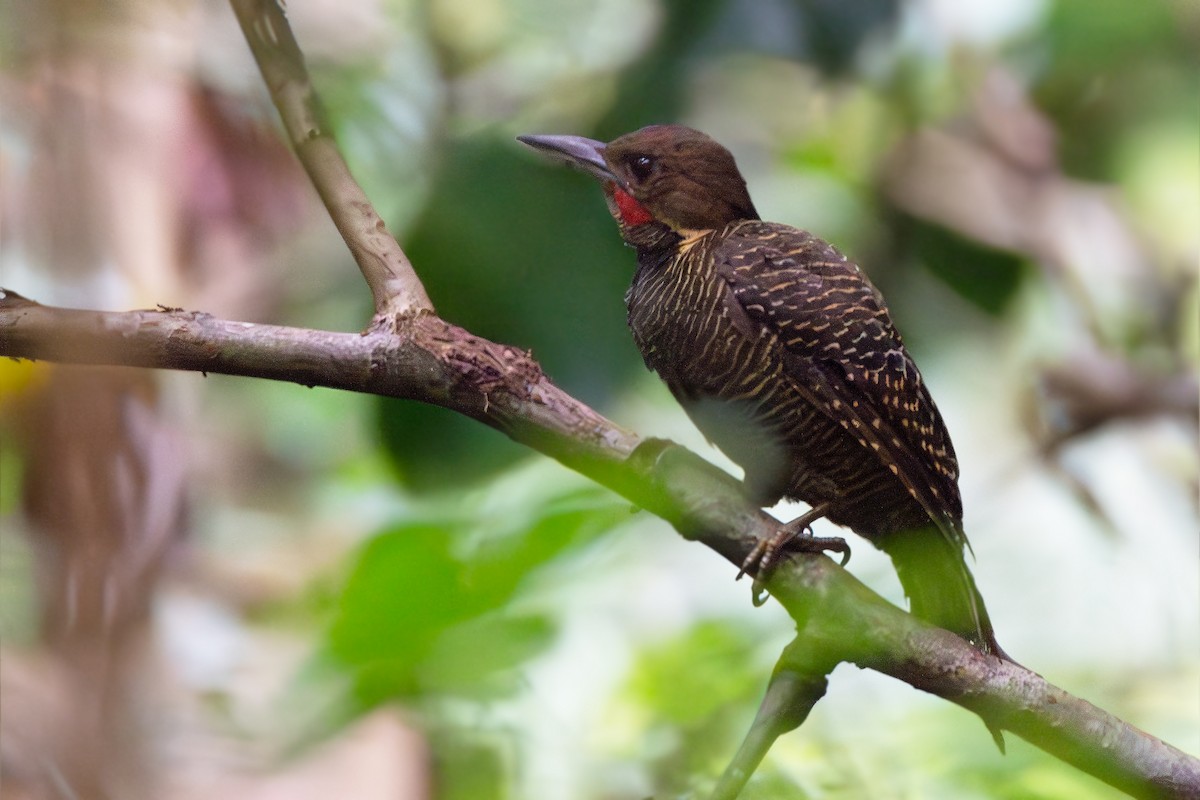 Buff-necked Woodpecker - ML624066318