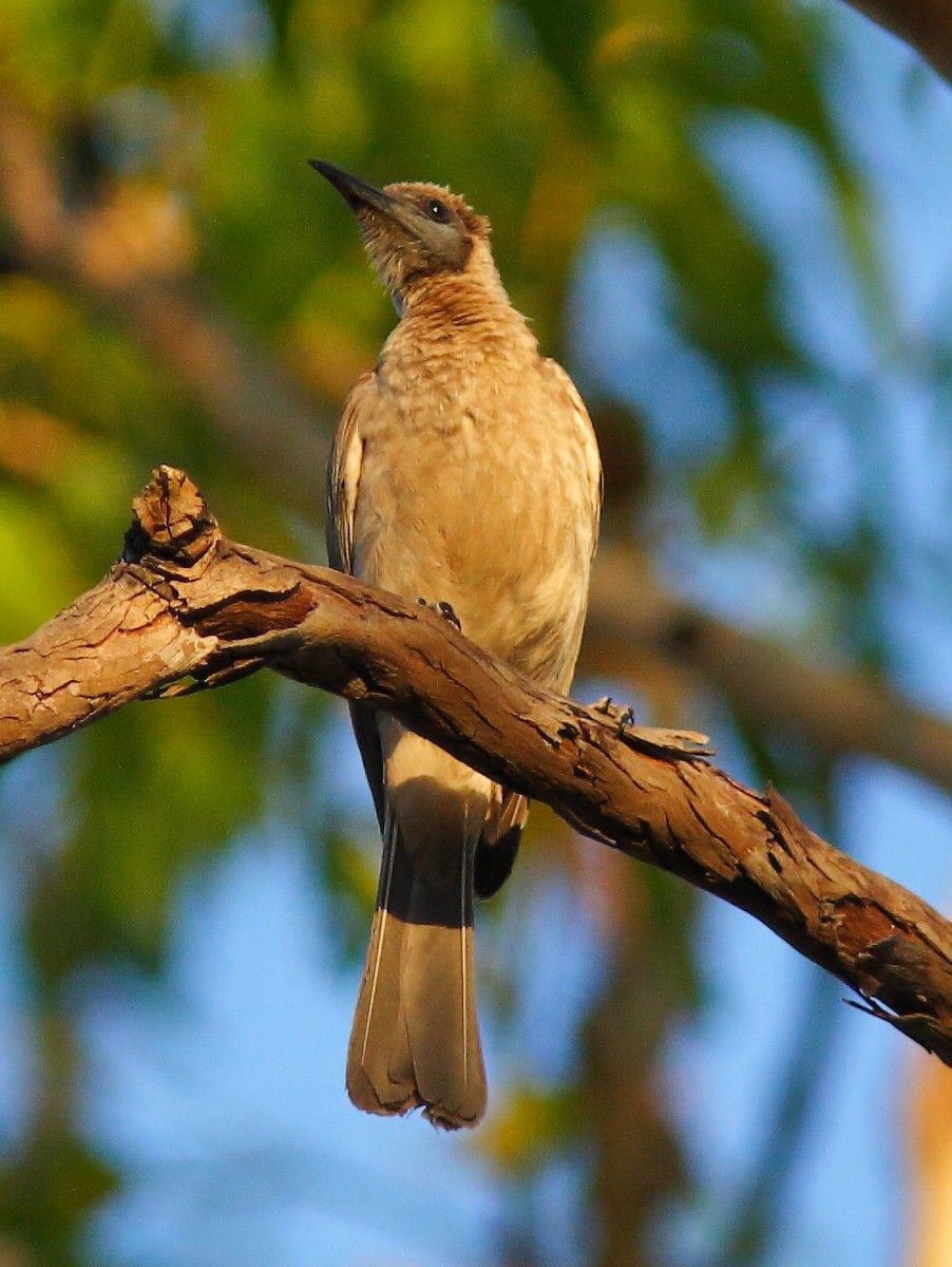 Little Friarbird - ML624066330