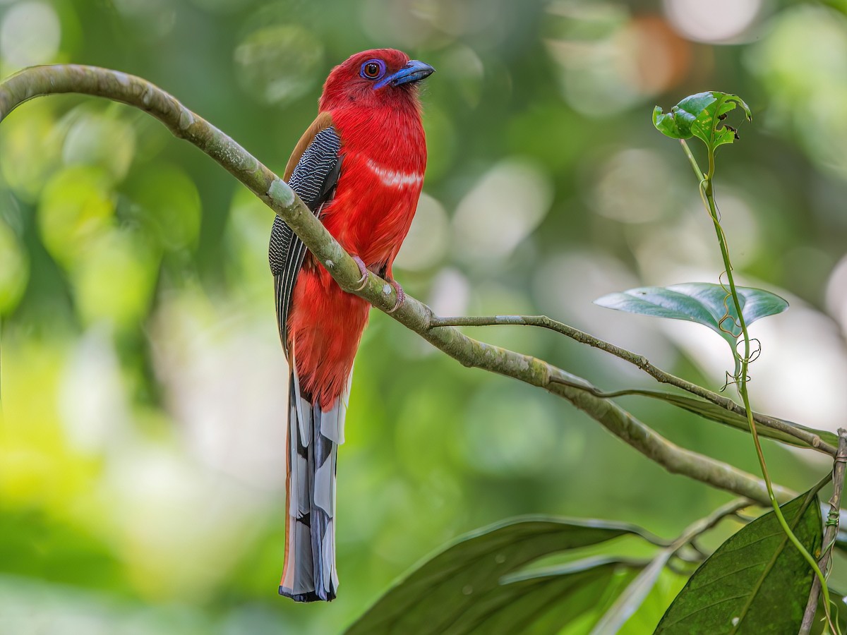 ズアカキヌバネドリ - eBird