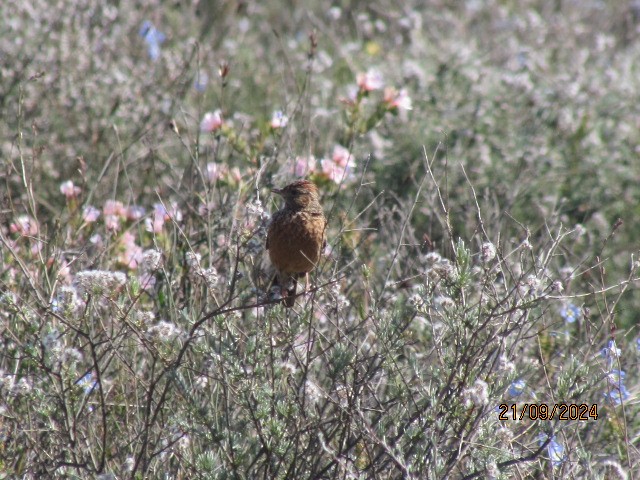 Cape Clapper Lark - ML624066361