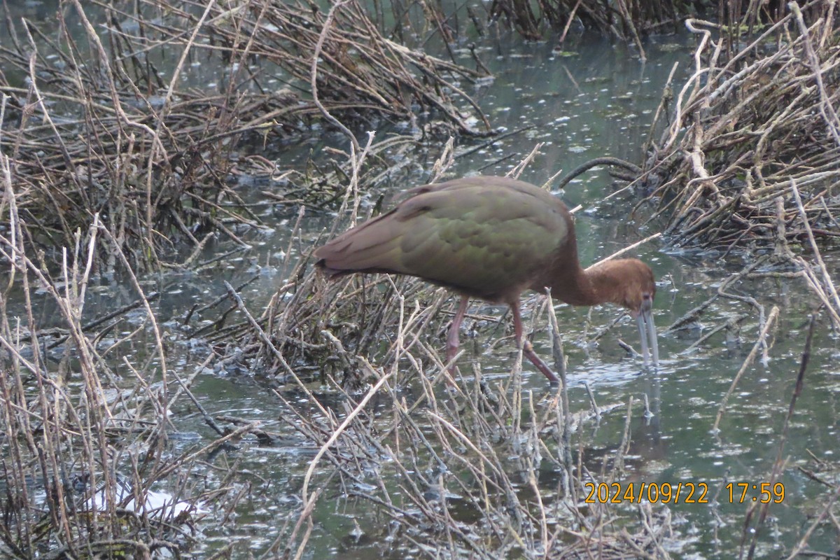 White-faced Ibis - Mark Holmgren