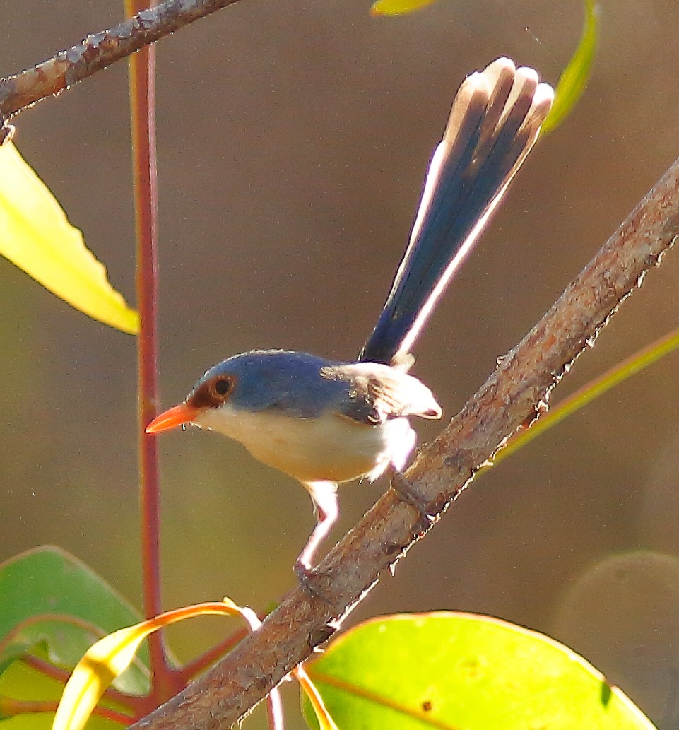 Purple-backed Fairywren (Lavender-flanked) - ML624066366