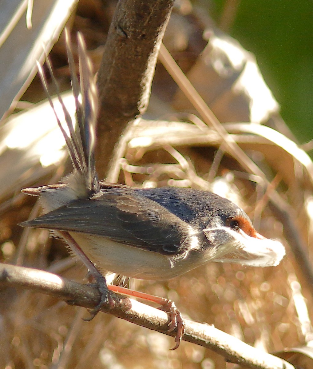 Purple-backed Fairywren (Lavender-flanked) - ML624066367