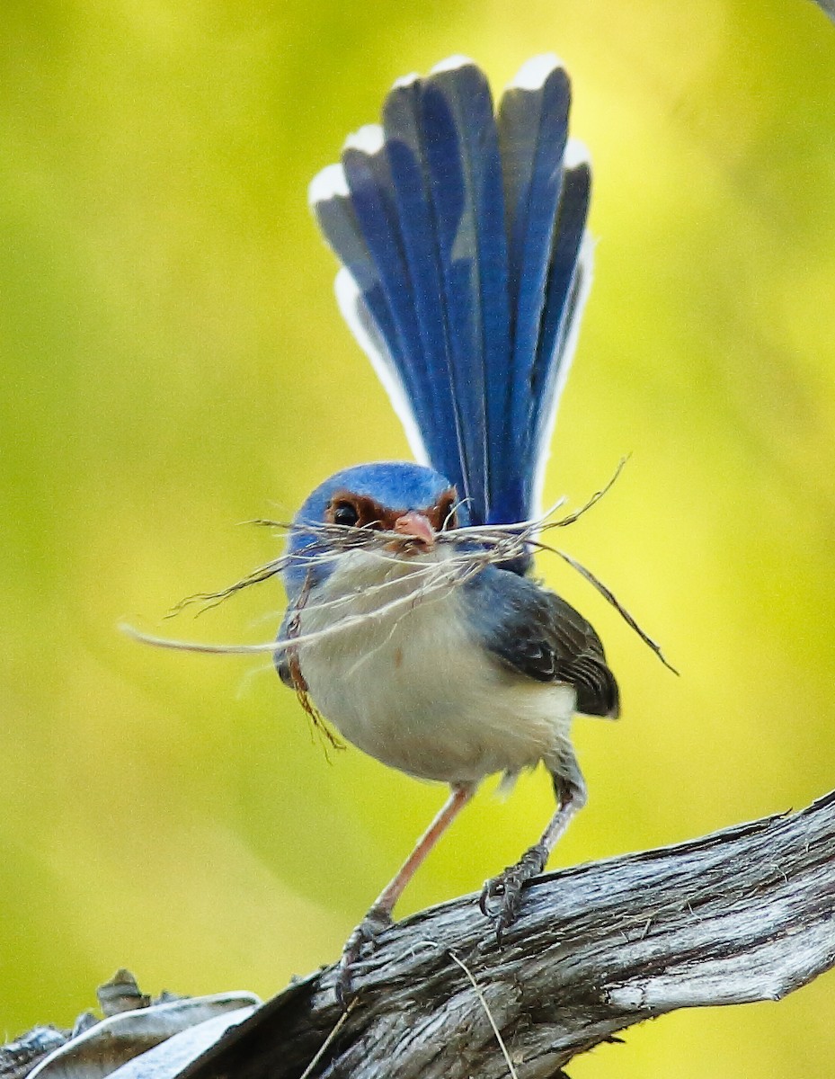 Purple-backed Fairywren (Lavender-flanked) - ML624066368