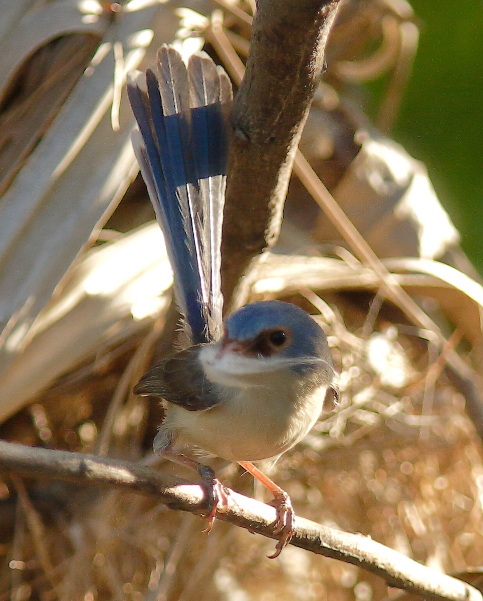 Purple-backed Fairywren (Lavender-flanked) - ML624066370