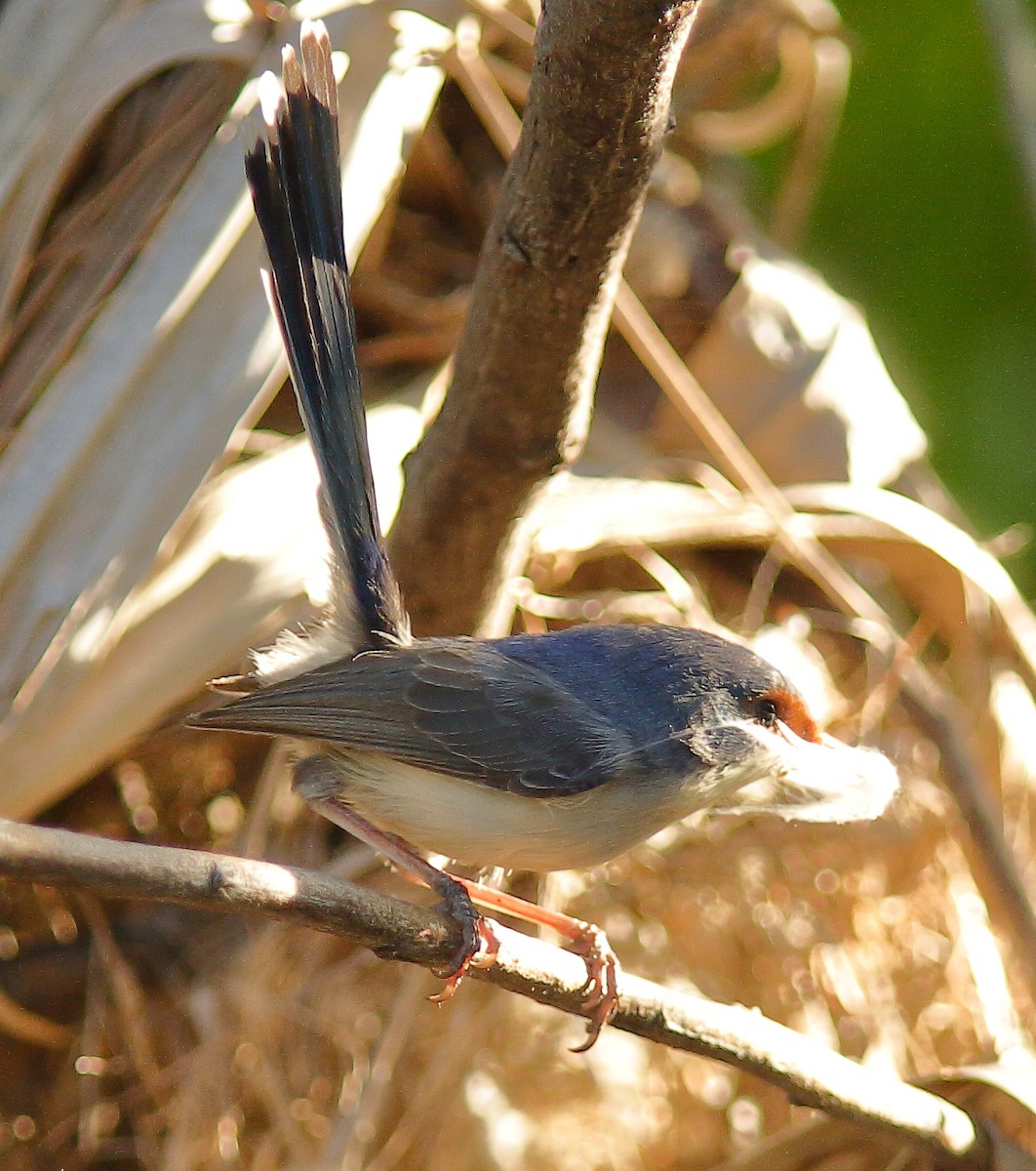 Purple-backed Fairywren (Lavender-flanked) - ML624066372