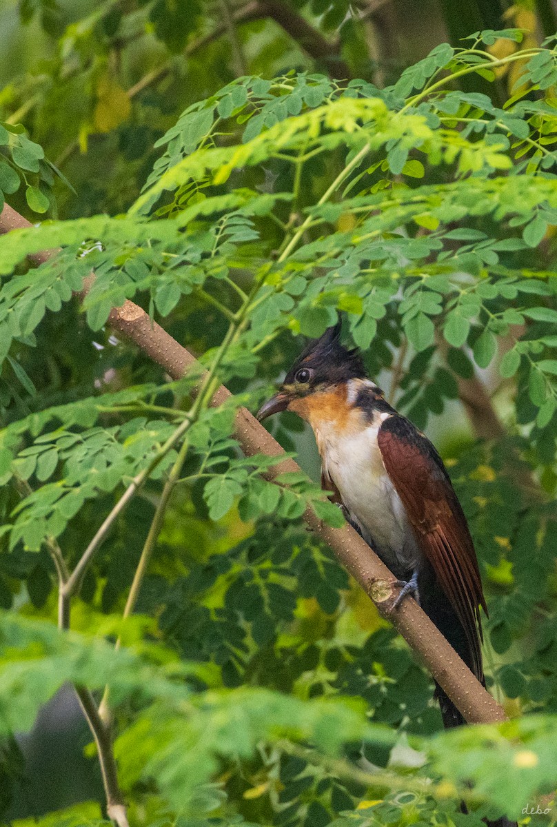 Chestnut-winged Cuckoo - ML624066373