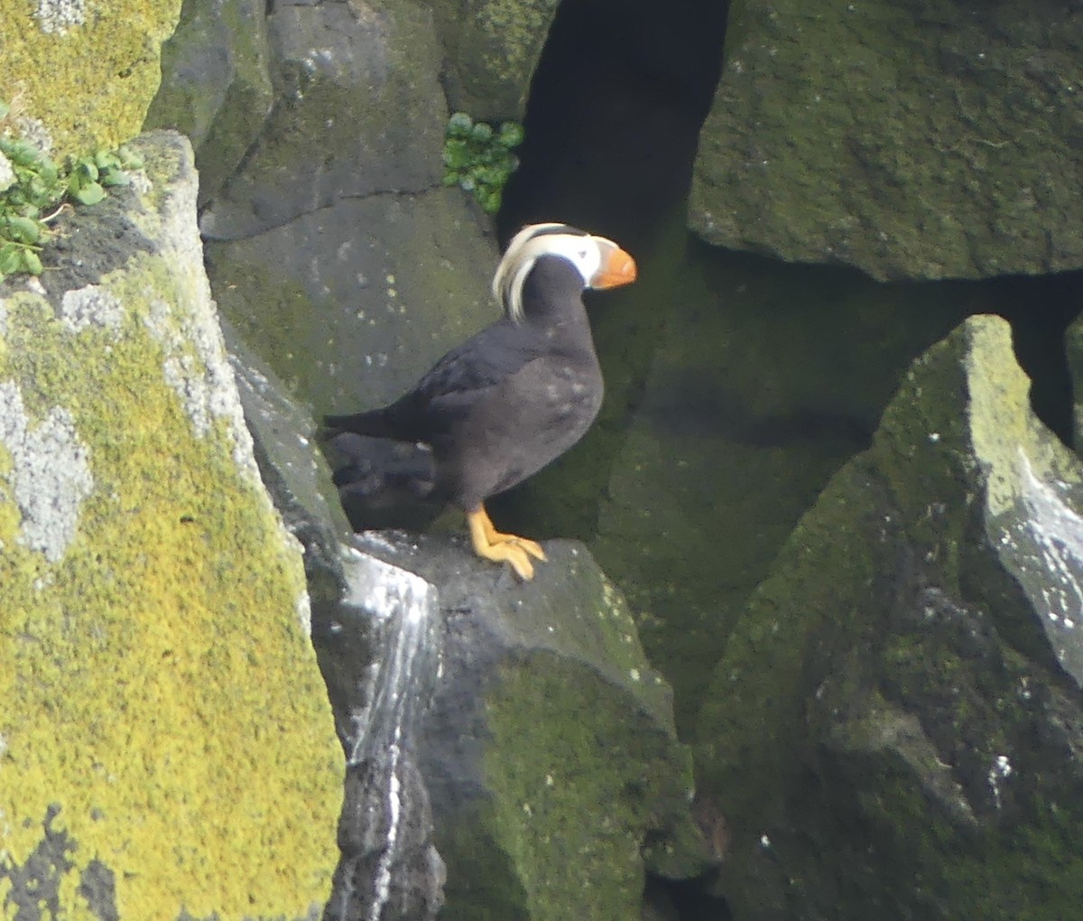 Tufted Puffin - ML624066375