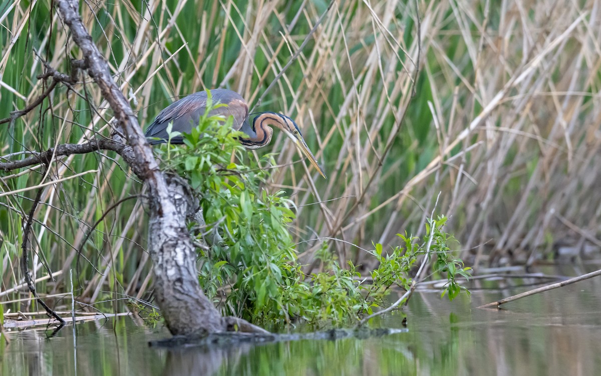 Purple Heron - ML624066381