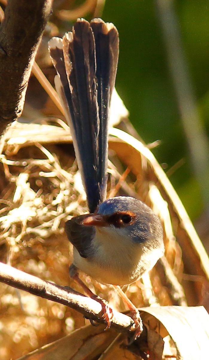 Purple-backed Fairywren (Lavender-flanked) - ML624066398