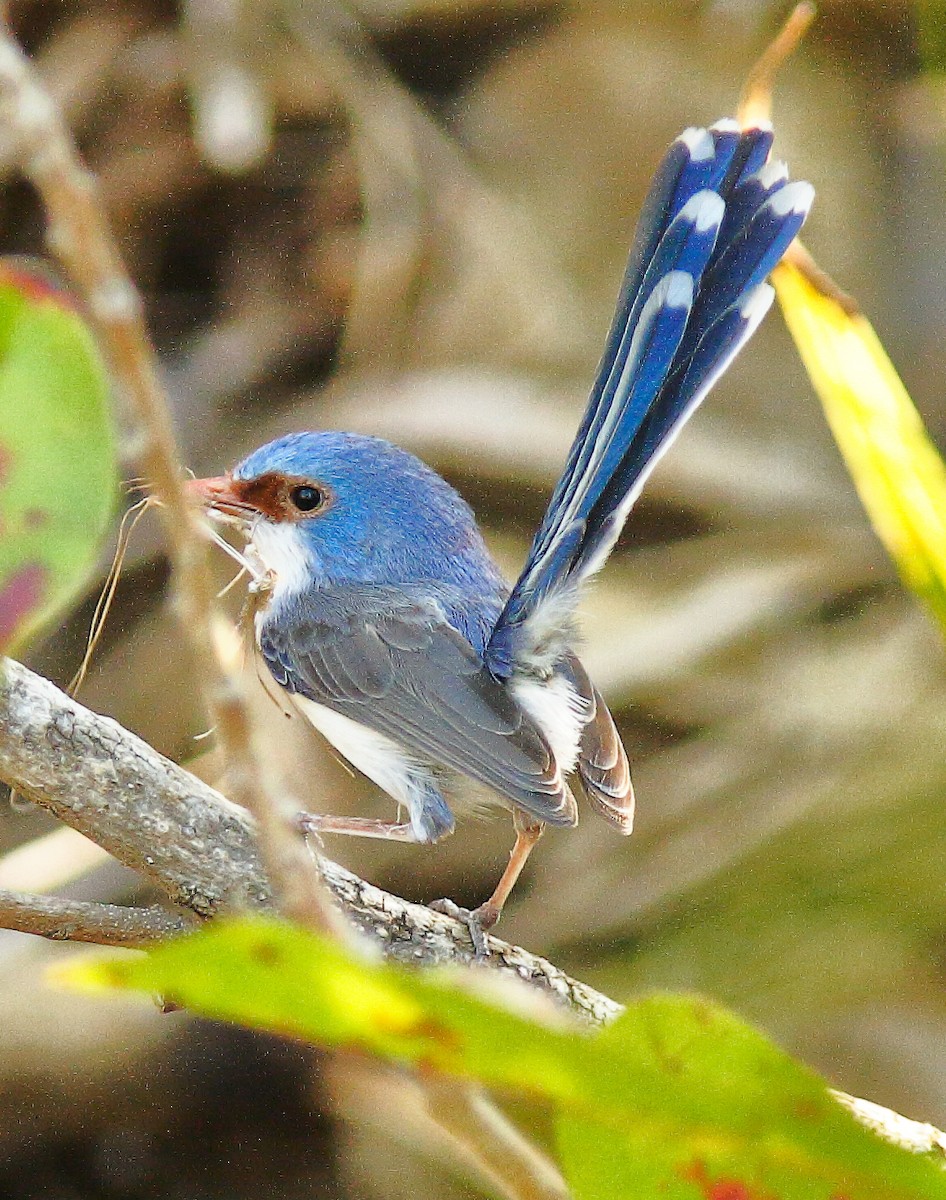 Purple-backed Fairywren (Lavender-flanked) - ML624066399