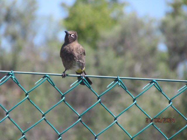 Cape Bulbul - ML624066404