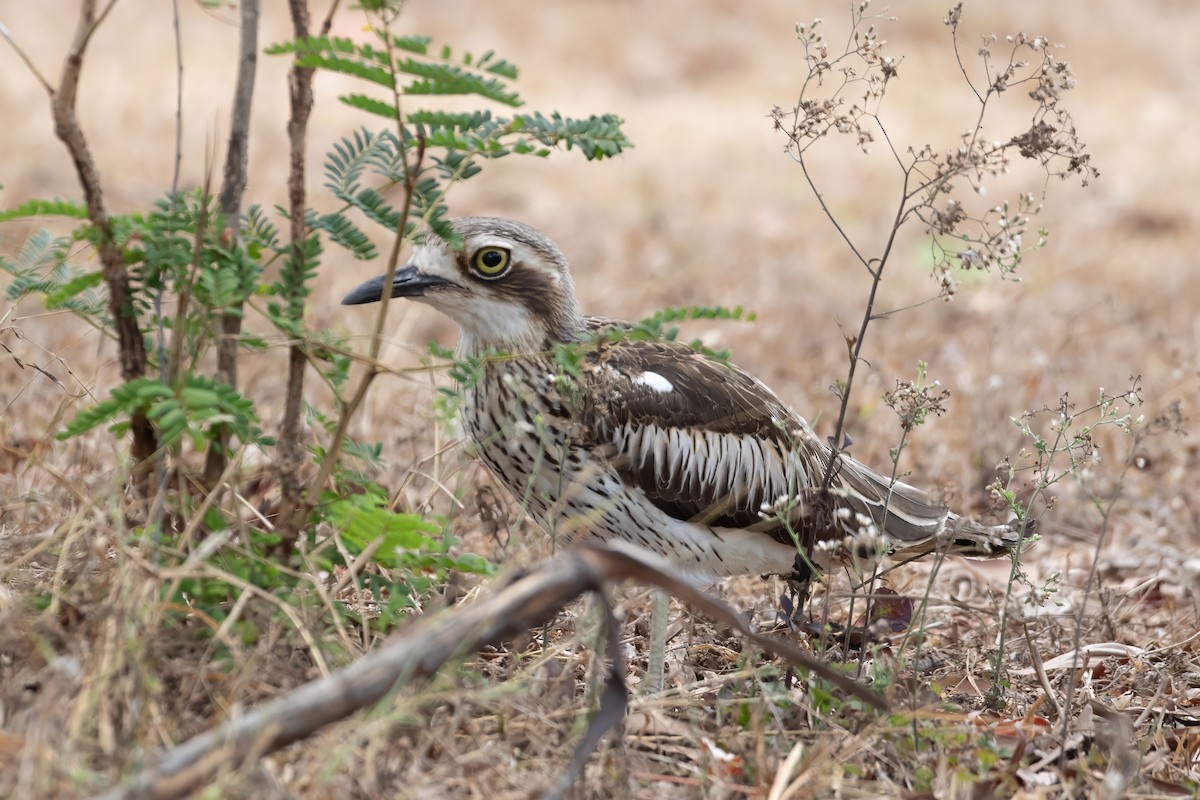 Bush Thick-knee - ML624066406