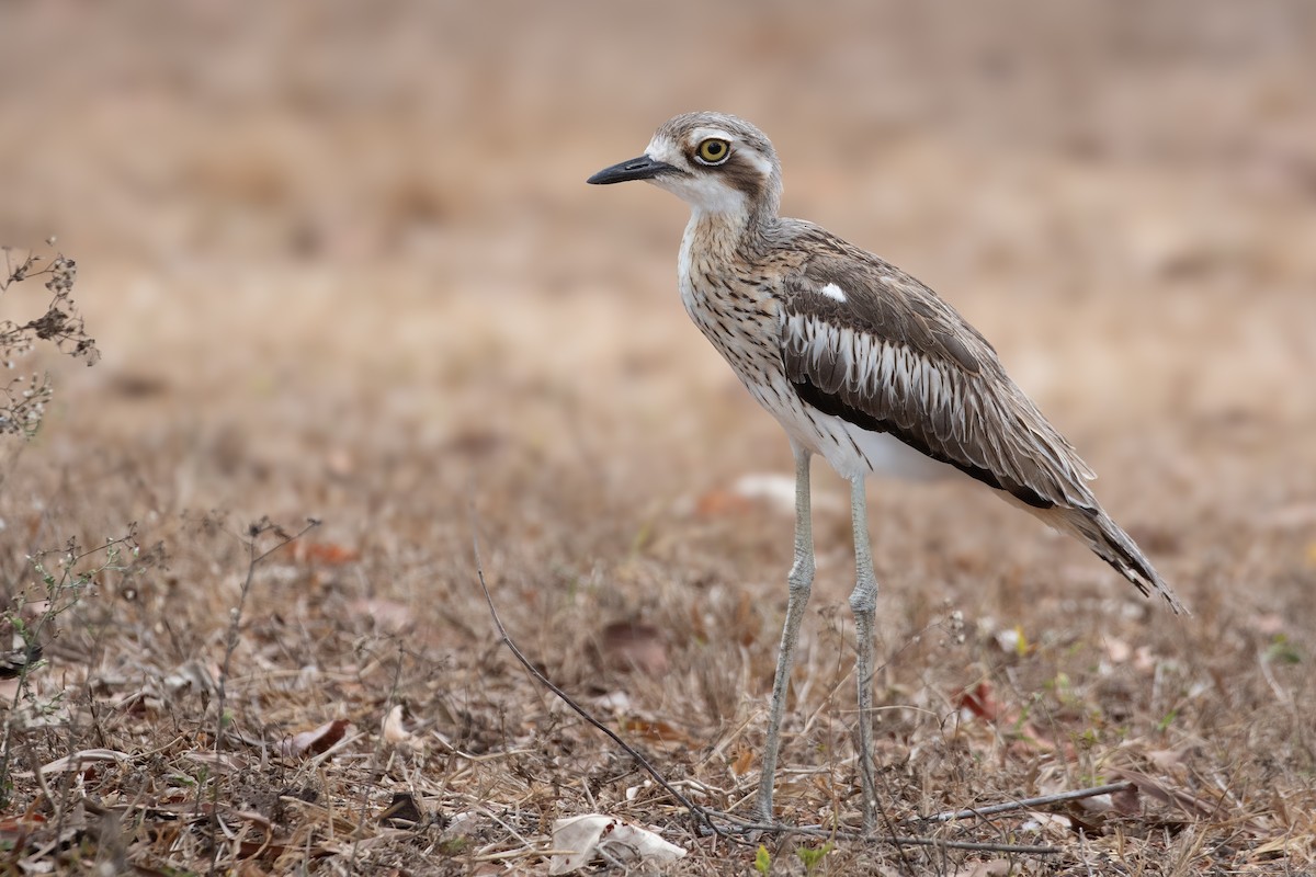 Bush Thick-knee - ML624066407