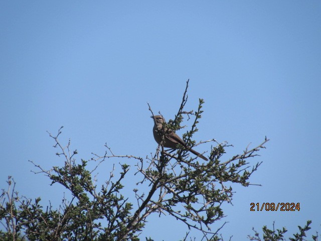 Karoo Scrub-Robin - ML624066412