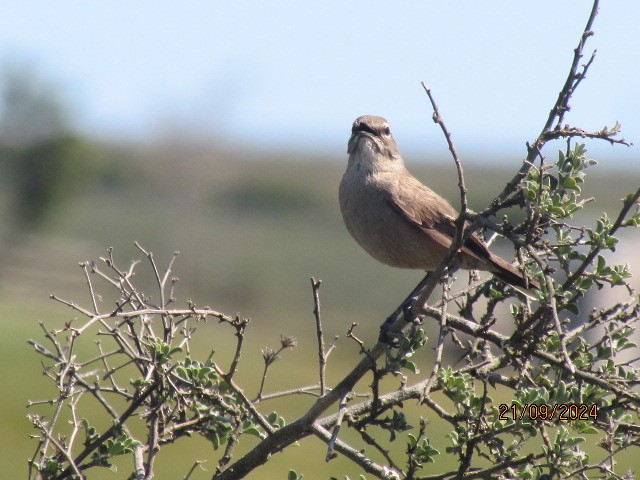 Karoo Scrub-Robin - ML624066414