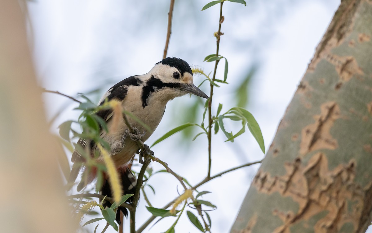 Syrian Woodpecker - ML624066415