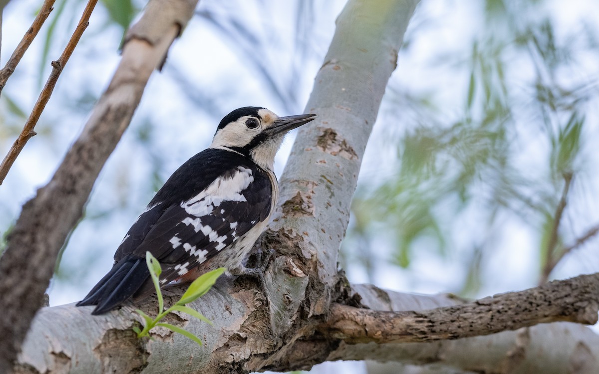 Syrian Woodpecker - ML624066417