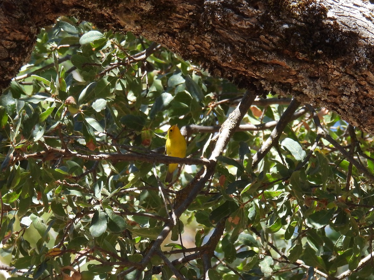 Wilson's Warbler - ML624066446